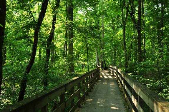 Caminhada pelo bosque no Mammoth Cave National Park, em Kentucky, nos Estados Unidos